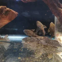 کت ال59 اصل خوش سایز