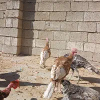 بوقلمون بوربون و برنز سنگین