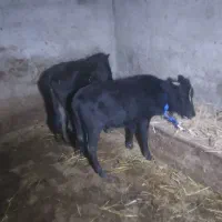 ۴ راس گوساله نر و ماده گاو