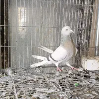 کبوتر گم شده