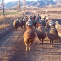 گوسفند داشتی|حیوانات مزرعه|مریوان, |دیوار