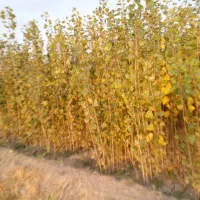 نهال صنوبر نیگرا ترکیه  ارسال به تمام نقاط کشور