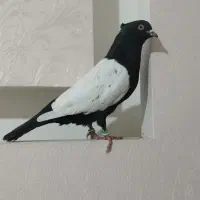 کبوتر