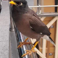 مرغ مینا گم شده