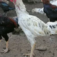 خروس لاری با کیفیت