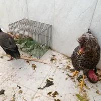 مرغ سلطانی و مرغ شاخ دار|حیوانات مزرعه|قم, بنیاد|دیوار