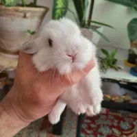 زیبا ترین نژاد بچه خرگوش نژاد ترکیبی لاین هد و لوپ|موش و خرگوش|چالوس, |دیوار