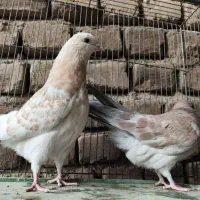 جوجه بعدازظهری بشرط|پرنده|قم, شهرک مهدیه|دیوار