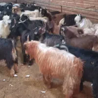 ۲۳۰ عدد بزغاله نر