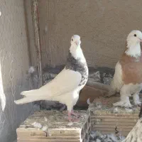 جفت طوقی نر و ماده درجه یک الما سی و زرد|پرنده|فولادشهر, مسکن مهر فولادشهر|دیوار