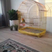 کوتوله نر بدون قفس