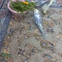 عروس هلندی بالغ