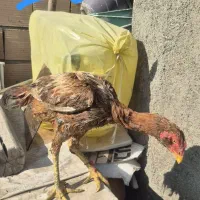 خروس لاری و مرغ لاری|حیوانات مزرعه|پاکدشت, پاکدشت (مامازند)|دیوار