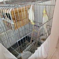 عروس لوتینو رو تخم|پرنده|تهران, گلستان (شهرک راه آهن)|دیوار