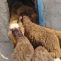 بره نر و ماده افشار جهت نگهداشت|حیوانات مزرعه|کرج, شهرک رازی (حصارک)|دیوار