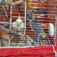 عروس هلندی|پرنده|شوشتر, |دیوار