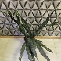 گیاهان آپارتمانی و کلکسیونی|گل و گیاه طبیعی|مشکیندشت, |دیوار