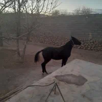 مادیان ۳ سال