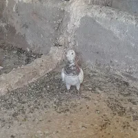 فروس سه تا نر خال سرخ افشون و سیاه و کله هما|پرنده|تربتحیدریه, ترمینال|دیوار