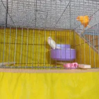 قناری نروماده