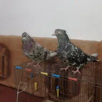 جفت سرور نرو ماده دره شهر|پرنده|دره شهر, |دیوار