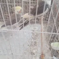 عروس هلندی نر ماده بالغ