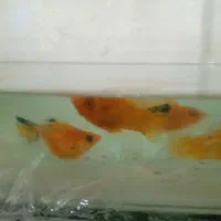 ماهی همراه آکواریم|ماهی|مسجد سلیمان, |دیوار