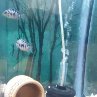 جفت سیچلاید گوره خری مولد|ماهی|اردبیل, |دیوار