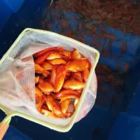 ماهی قرمز|ماهی|همدان, |دیوار