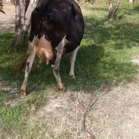دو تا گاو تک شیر