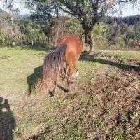 اسب|اسب و تجهیزات اسب‌سواری|سیاهکل, |دیوار