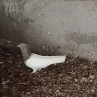 یه جفت کله ماده