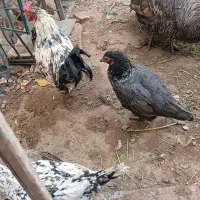 مرغ گلین ، مینیاتوری و بوقلمون