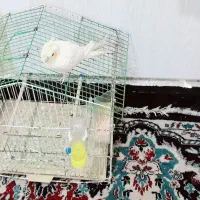 طوطی مولد|پرنده|دزفول, |دیوار