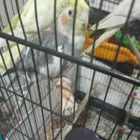 طوطی سالم به ضمانت|حیوانات مزرعه|رشت, سعدی (تختی)|دیوار