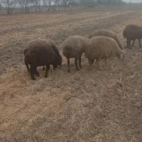 میش تخمی جوان بره دار|حیوانات مزرعه|گلبهار, شهر جدید گلبهار|دیوار