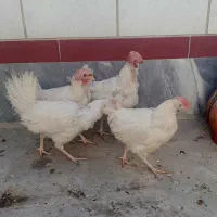 ۴عدد مرغ مادر