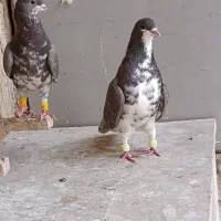 جفت کفتر ساده افشون