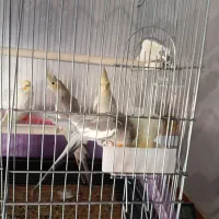 عروس هلندی مولد بهمراه 3جوجه وقفس لوازم