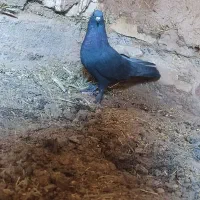 نر سوراخ