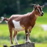 گوسفند فروشی