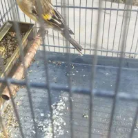 سهره قناری|پرنده|صباشهر, |دیوار