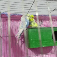 مرغ عشق پروانه ای