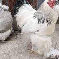 خروس برهما لایت