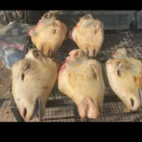 کله پاچه چپش،تکه،شیشک، گوسفند موجود میباشد|خوردنی و آشامیدنی|مهربان, |دیوار