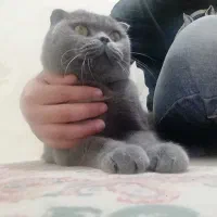 اسکاتیش خالص|گربه|ارومیه, |دیوار