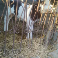 گوساله نر سیمینتال|حیوانات مزرعه|سیمین شهر, |دیوار