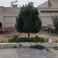 هرس انواع درخت