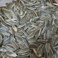 یک تن تخمه افتاب خارجی درجه یک