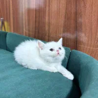 بچه گربه پرشین اسکاتیش